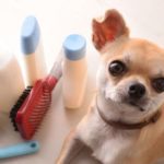 top-10-dog-care-tips-ultimate-guide-for-pet-parents