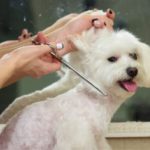 sensitive-skin-solutions-grooming-tips-for-dogs-with-allergies