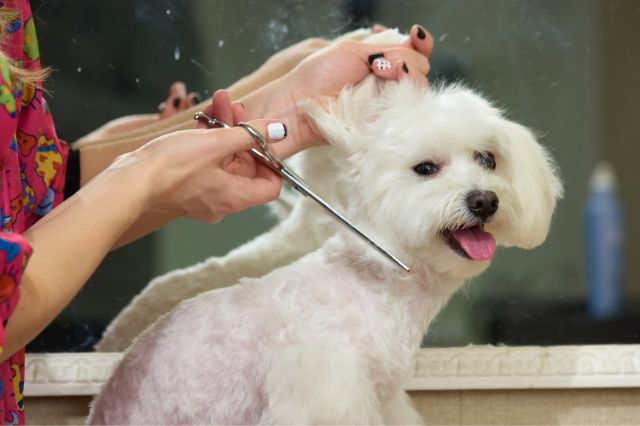 sensitive-skin-solutions-grooming-tips-for-dogs-with-allergies